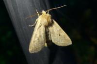 Leptologia lota