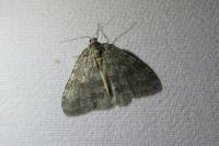 Epirrita