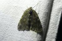 Epirrita