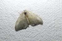 Epirrita