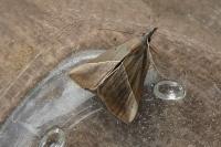 Hypena lividalis