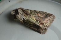 Allophyes