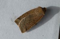 Conistra intricata