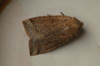 Conistra intricata