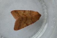 Anchoscelis helvola