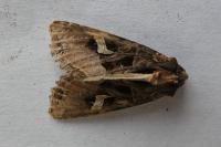 Trigonophora flammea