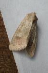 Ammoconia caecimacula