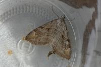 Aplocera efformata/plagiata