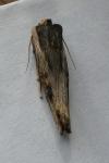 Xylena exsoleta