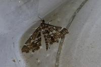 Diasemiopsis ramburialis