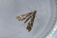 Diasemiopsis ramburialis
