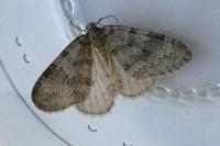 Epirrita