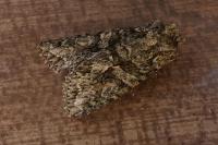Dryobotodes eremita