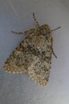 Polymixis flavicincta flavicincta