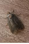 Amphipyra livida