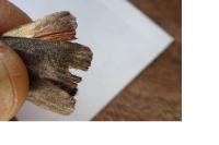 Amphipyra livida