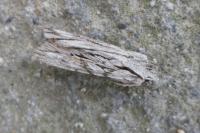 Lithophane leautieri