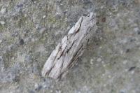 Lithophane leautieri