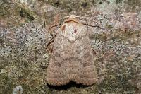 Hoplodrina octogenaria