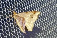 Macaria alternata