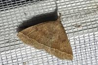 Polypogon plumigeralis