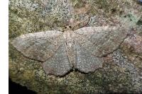 Philereme vetulata