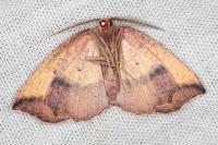 Epione repandaria
