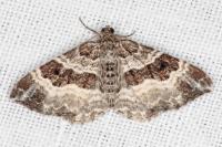 Epirrhoe alternata