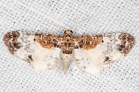 Eupithecia breviculata