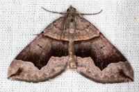 Scotopteryx angularia