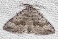 Scotopteryx octodurensis octodurensis