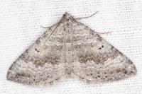 Scotopteryx octodurensis octodurensis