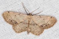 Idaea dimidiata