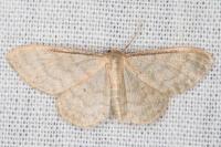 Idaea fuscovenosa