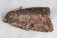 Fissipunctia ypsillon