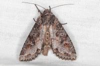 Polia bombycina