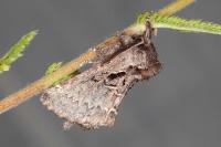 Rhegmatophila alpina