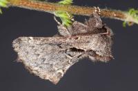 Rhegmatophila alpina