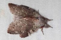 Stauropus fagi