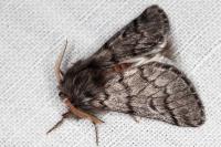 Thaumetopoea pityocampa