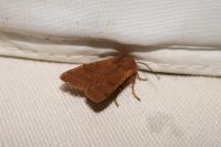 Agrochola lychnidis