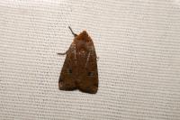 Conistra erythrocephala