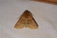 Crocallis tusciaria