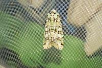 Griposia aprilina