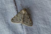 Isturgia miniosaria