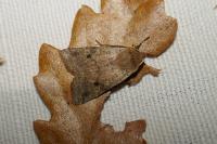 Leptologia blidaensis