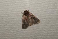 Xestia agathina