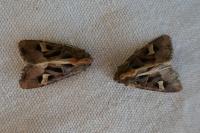 Trigonophora flammea