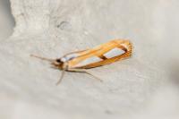 Catoptria