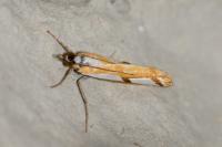 Catoptria